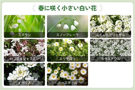 白色花|白い花一覧｜春夏秋冬に分けて画像付きで名前を紹介